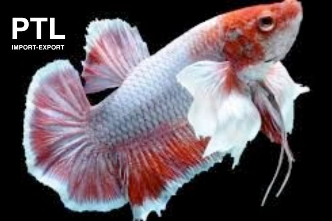 PTL-E029 BETTA IMBELLIS PLAKAT DUMBO EARS